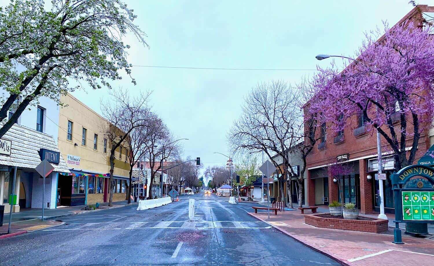 Image of spring in Visalia California with flower blossoming.